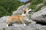 CORGI PEMBROKE 494